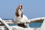 SHIH TZU 043